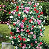 1 Camélia tricolore Rouge Rose Blanc Arbuste robuste Buissoneux à feuilles persistantes en pot