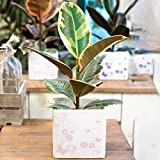 1 Ficus Elastica Tineke | Cadeau plante d’intérieur pour la Maison ou le Bureau | 30-40 cm en pot