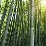 1 Sac Bambou Graines Naturelles Fraîches Graines de Poaceae Vert Graines de bambou