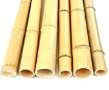1 tube de bambou Moso - Jaune blanchi - Diamètre : 6,8-8 cm - Longueur : 200 cm - Superfibres ...