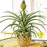 1 x Ananas comosus Amigo Magnifique | Plante d’Ananas au Feuillage Persistant | 35-45 cm en pot