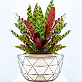 1 x Calathea Insignis Plante d'Intérieur en Pot Extraordinaire de 40 à 50 cm pour la Maison ou le Bureau