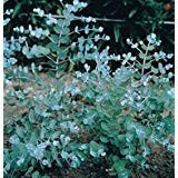 10-15 graines de Silver Goutte 3580 (Eucalyptus gunnii)