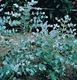 10-15 graines de Silver Goutte 3580 (Eucalyptus gunnii)