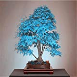 10 bonsaï graines d'arbres d'érable bleu Bonsai graines d'arbres. ciel bleu rare plantes graines de l'érable Balcon japonais maison jardin