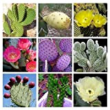 10 Cactus Opuntia graines mélangées incroyable fleur fruits comestibles CombSH C31