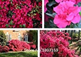 10 couleurs Rhododendron graines en pot graines d'arbres Azalea biji, variétés complète 200 particules / sac de jardin Bonsai plantes
