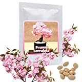 10 graines Cerisier du Japon/Prunus Serrulata/Cultivable comme arbre ou bonsaï