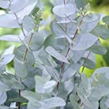 10 graines d'Eucalyptus gunnii froid Hardy