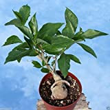 10 graines de baobab, (Adansonia digitata), Monkeybread arbre, grandir intérieur ou extérieur!