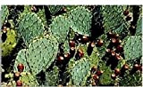 10 graines de figue de Barbarie (Opuntia D8428)