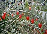 10 graines de goji chinois, Goji Berry H119 (Lycium barbatum)