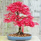 10 graines de l'érable rouge japonais Acer palmatum Tree Bonsai Maple CombSH