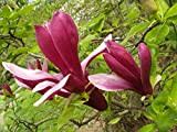 10 Graines de Magnolia Violet (Graines de Magnolia)
