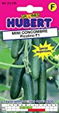 10 Graines de Mini-Concombre Picolino F1 - Spécial Suspensions