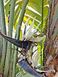 10 graines de Strelitzia Nicolai Oiseau du Paradis Blanc