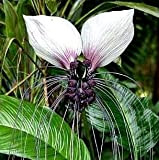 10 graines de Tacca Integrifolia blanc chauve-souris Fleur