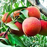 10 graines Nain Peach Fruit Arbre intérieur/extérieur