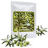 10 Graines Olea europaea (Olivier méditérranéen) - Cultivable comme arbre ou bonsaï