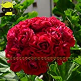 10 GRAINES/PACK, Red Giant Appleblossom Rosebud Pelargonium Géranium Fleur Graine de bricolage jardin Plantation