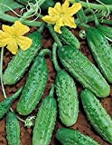 10 graines semences cornichon vert de paris espèce historique fruit légumes potager