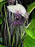 10 graines - Tacca integrifolia - Blanc Bat Fleur