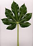 10 japonais Fatsi Arbuste Fleur Paperplant Fatsia Aralia du Japon Graines