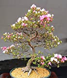 10 japonais Floraison Fleur de cerisier Bonsai Graines, Graines rares Sakura Bonsai exotiques