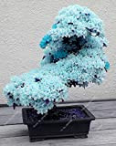 10 PCS ciel rare graines de sakura bleu bonsaï fleurs graines d'arbres de fleur plantes Bonsai Cherry Blossoms graines de ...
