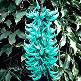 10 PCS/Paquet Endangered Jade Vine 'Strongylodon macrobotrys de Graines de fleurs vivaces Fragrant fleur bleue Graines pour jardin