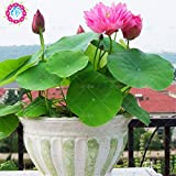 10 pcs/sac Fleur de Lotus Lotus Graines de plantes aquatiques B Lotus Nénuphar de graines de plantes vivaces pour Home Garden ...