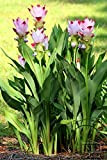 10 pcs/sac Thaïlande Curcuma graines, également appelées graines Siam Tulip, graines rares de fleurs membre du jardin famille Zingeraceae plantes ...
