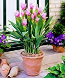 10 pcs/sac Thaïlande Curcuma graines, également appelées graines Siam Tulip, graines rares de fleurs membre de la plante de jardin ...