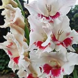10 pièces Ampoules extra larges Glaïeuls hybrides rares spectaculaires gros bulbes à fleurs taches rouges sur pétales blancs épée Lily