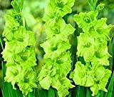 10 pièces Bulbes à fleurs tout simplement magnifiques Bulbes d'étoile verte de glaïeul balcon en pot plantation de fleurs vivaces ...