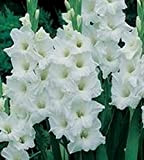 10 pièces Bulbes de glaïeuls Bulbes de glaïeuls à fleurs blanches fleurs vivaces à fleurs lis d'épée à bulbes de ...