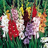 10 pièces Bulbes de glaïeuls mixtes Couleurs assorties de fleurs Rare décoration de balcon vivace Facile à germer Convient au ...