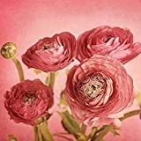 10 Pièces Bulbes De Renoncule Rose Clair Tubercules De Fleurs De Jardin Prêt à Planter L'été En Fleurs D'arôme Léger ...