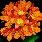 10 Pièces Freesia Bulbes Pétales D'orange Coeur Jaune Fleurs Vivaces Jardinage Exquis Haute Valeur Ornementale Bouquet De Fleurs Coupées Pour ...
