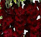 10 pièces Glaïeul noir velours lueur belle fleur épée Lily bulbes de glaïeuls de grande taille vivaces grande fleur