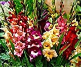 10 pièces Jolies plantes vivaces à fleurs glaïeuls mixtes Glamini nain lis d'épée bulbes racine grands capitules spectaculaires