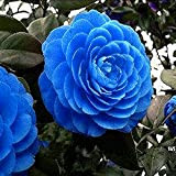 10 Pièces Rare Blue Camellia Seed Flower Seed Tree Rare Blooming Garden Taux De Germination élevé Facile à Cultiver Et ...