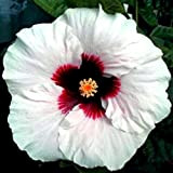 10 Rare Blanc Rouge Hibiscus Graines géant Fleur tropicale Jardin Exotique Hardy