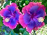 10 Rare Rose Violet Bleu Hibiscus Graines Tropical Fleur géante Jardin Exotique