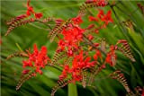 10 RED LUCIFER CROCOSMIA Crocosmia Masoniorum Flower Seeds by Seedville