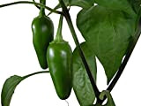 10 x Jalapeno Early piment graines