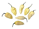 10 x Rare neige blanche chili Fatalii Pepper Poivre Graines, De Samenchilishop*
