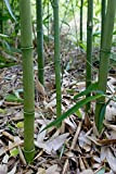 100+ Bamboo - Graines Phyllostachys heteroclada