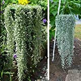 100 Dichondra Repens argent de graines de gazon suspendus plantes de jardin décoratives font des graines de fleurs