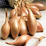 100 Echalote Seeds"Zebrune" - Heirloom de France échalotte